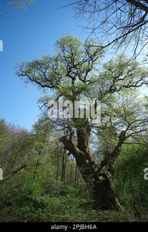 Bassa Sassonia Hude Primeval Foresta Hasbruch Friederikeneiche Foto Stock