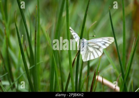 Verde-venato farfalla bianca dietro un filo di erba Foto Stock