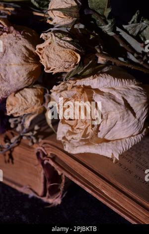 La dissoluzione letteraria rappresenta l'era morente della lettura di un libro invece che dell'elettronica. Un bouquet secco di rose su una pagina aperta di un vecchio libro Foto Stock