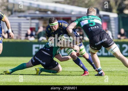 Treviso, Italia. 01st Apr, 2023. Stadio Monigo, Treviso, Italia, 01 aprile 2023, 01/04/2023; Foto Alfio Guarise; Challenge Cup; Stadio Monigo Treviso; Benetton Treviso vs Connacht; Rugby; Ottavi di finale; durante Benetton Treviso vs Connacht Rugby - Rugby Challenge Cup Credit: Live Media Publishing Group/Alamy Live News Foto Stock