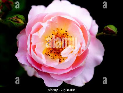 Rosa bengala primo piano con sfondo scuro Foto Stock