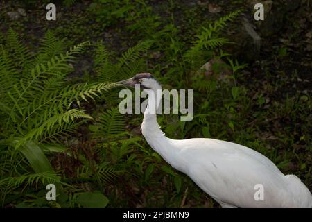 Un pericolo gru convulsa, Grus americana Foto Stock