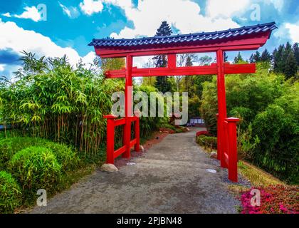 Porta rossa Torrii - ingresso al giardino giapponese nel villaggio di Maulivrier . Fioritura del rododendro, bambù a maggio Foto Stock