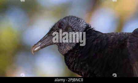 Ritratto di un avvoltoio Nero, Coragyps atratus, noto anche come avvoltoio Nero americano Foto Stock