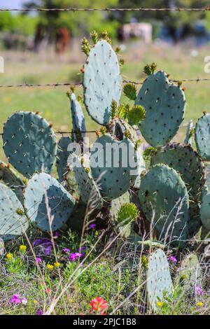 Prickly Pear cactus con fiori selvatici lungo il lato della strada nel Texas Hill Country Foto Stock