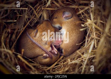 Baby topi che dormono nel nido in posizione divertente (Mus musculus) Foto Stock