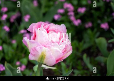 Bellissima Tulipa Angelique in primavera Foto Stock