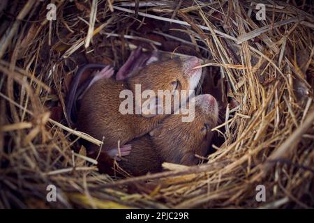 Baby topi che dormono nel nido in posizione divertente (Mus musculus) Foto Stock