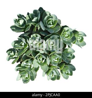 Pianta di Young Sedum (Stonecrop) isolata su fondo bianco. Vista dall'alto di Sedum spectabile Plant. Foto Stock