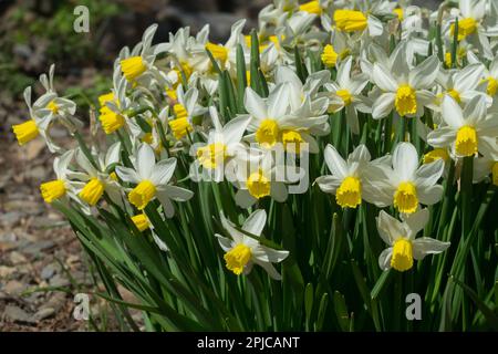 Clumps of, Daffodils Narcissus, Group, Narcissus Jonquilla Daffodils, Division 7 Foto Stock