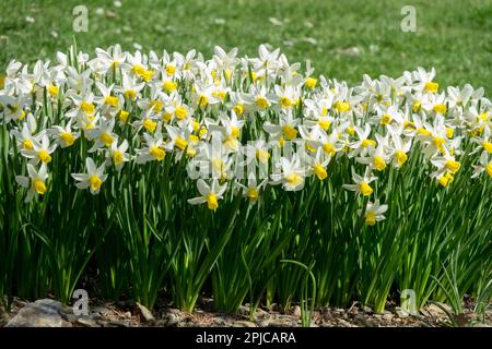 I fiori sono a forma di doppio triangolo, con una tromba gialla dorata e petali esterni bianchi appuntiti Narcissus Daffodils Golden Echo Foto Stock