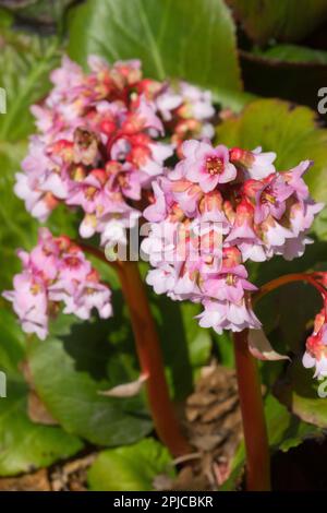 Bergenia 'Baby Doll' Elefanti orecchie, Rosa, Fiore Foto Stock