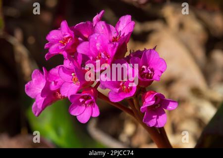 Bergenia Evening Glow Foto Stock