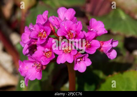 Bergenia Evening Glow Foto Stock