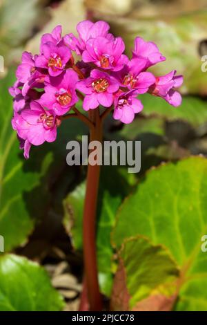 Bergenia Evening Glow Foto Stock