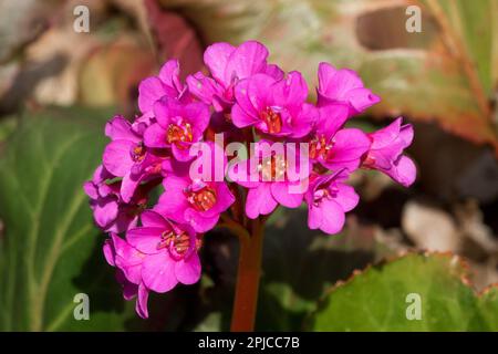 Bergenia Evening Glow Foto Stock