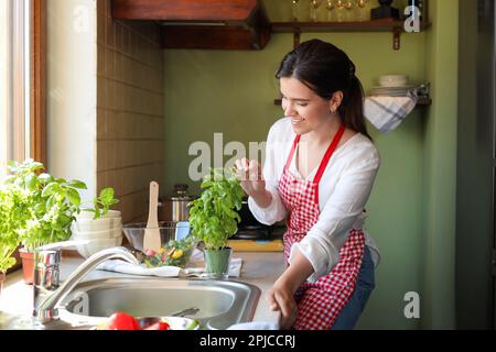 Giovane donna che raccoglie le foglie fresche dal basilico in vaso al banco in cucina Foto Stock