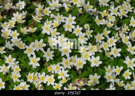 Anemone in legno 'Prinz Eugen' Anemone ranunculoides Foto Stock