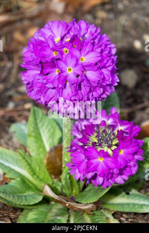 Primula, Primula denticulata Rubin, pianta, Fiore Foto Stock