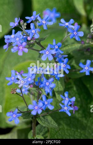 Brunnera, pianta, brunnera macrophylla, fiore particolare Foto Stock