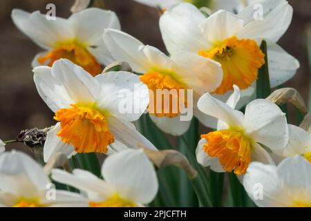 Daffodil, fiori Narcissus 'Professor Einstein' Foto Stock