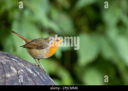 Robin europeo [ Erithacus rubecula ] su ornamento di giardino in legno Foto Stock