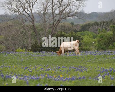 Texas Longhorn mucca pascolo in un campo Bluebonnet. Fotografato in profilo con una profondità di campo bassa. Foto Stock