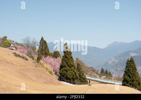 Fattoria di Cingjing in primavera nella contea di Nantou, Taiwan Foto Stock