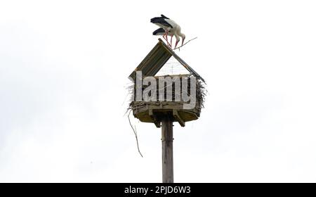 Bardowick, Germania. 28th Mar, 2023. Un paio di cicogne cerca di costruire un nido sul tetto, e il materiale continua a cadere. Il custode della cicogna blocca il suo nido perché l'animale ha danneggiato la vernice delle automobili nel 2022. Ciò accadrebbe raramente, ma ogni tanto. Credit: Philip Schulze/dpa/Alamy Live News Foto Stock