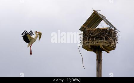 Bardowick, Germania. 28th Mar, 2023. Una cicogna maschio vola con materiale da costruzione nido nel suo becco al nido, che era dotato di un tetto. Il custode della cicogna blocca il suo nido perché l'animale ha danneggiato la vernice delle automobili nel 2022. Ciò accadrebbe raramente, ma ogni tanto. Credit: Philip Schulze/dpa/Alamy Live News Foto Stock