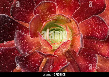 Aeonium 'Zwartkop' Closeup di bellezza nera con gocce di pioggia Foto Stock