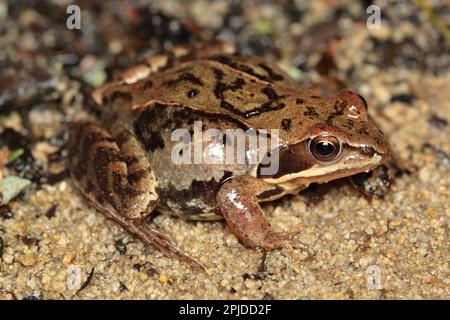 moor rana (Rana arvalis) femmina in stagione riproduttiva Foto Stock