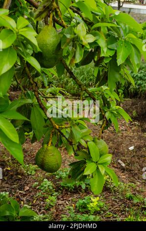 Ramo che porta avocado Foto Stock