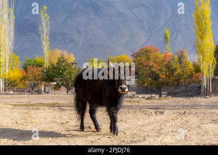 paesaggio autunnale con montagne e alberi colorati Foto Stock