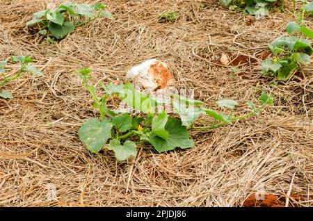 Piccola pianta di cetrioli con fiore Foto Stock