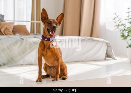 Il Pinscher marrone in miniatura si erge sullo sfondo di un letto e di una finestra. Emozioni di cani. Animale domestico di razza pura. Foto di alta qualità. PET come membro della famiglia Foto Stock