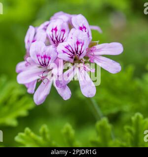 Flora di Israele. Telaio quadrato. Pelargonium graveolens è una specie di Pelargonium originaria delle province del Capo e delle province settentrionali del Sud Africa Foto Stock