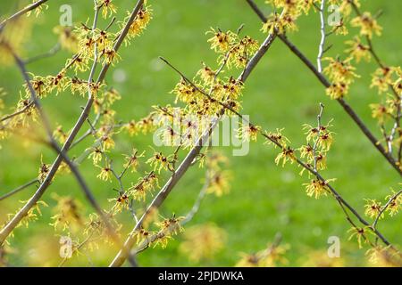 Hamamelis x intermedia Aurora, nocciola delle streghe, arbusto deciduo, fiori gialli/arancioni spiderosi nel tardo inverno Foto Stock