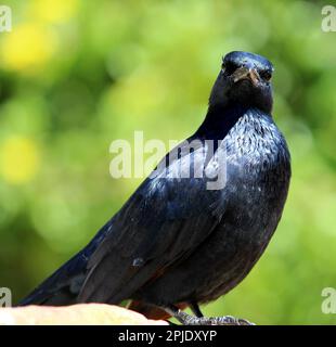 Maschio l'acaro rosso-alato (Onychognathus morio) ha principalmente piumaggio nero : (pix Sanjiv Shukla) Foto Stock