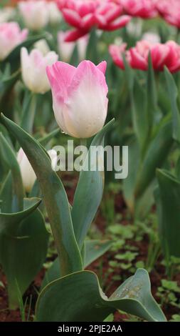Un colpo verticale di tulipani rosa con tulipani rosa alti terry sullo sfondo Foto Stock