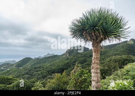 L'albero del drago cresce in montagna nel parco nazionale di Anaga, Tenerife, Spagna, il giorno di marzo Foto Stock