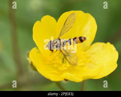 Il sottile sciroppo volare Meligramma cincta seduta in un fiore di coppa Foto Stock