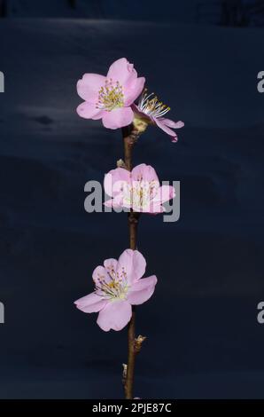 Fioritura rosa albero di ciliegio giapponese ramo su sfondo scuro Foto Stock