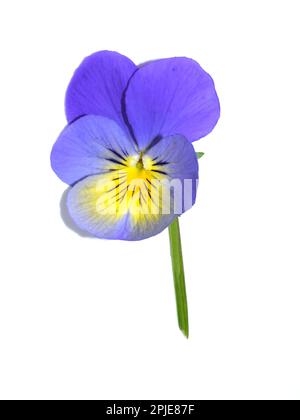 Singolo closeup di fiori tricolore di viola e giallo pansy su sfondo bianco Foto Stock