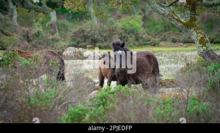 I cavalli di Giara pascolano nel loro ambiente naturale, Giara di Gesturi, Sardegna meridionale Foto Stock