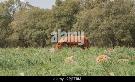 I cavalli di Giara pascolano nel loro ambiente naturale, Giara di Gesturi, Sardegna meridionale Foto Stock