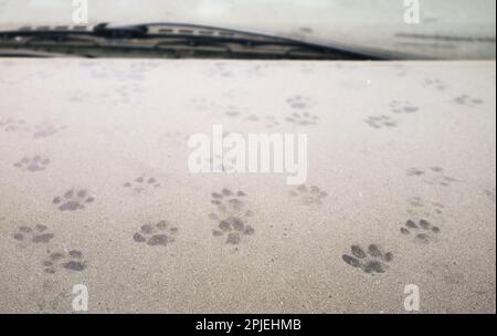 Impronte di gatto inestimabili sul cofano dell'auto coperto da polvere Foto Stock