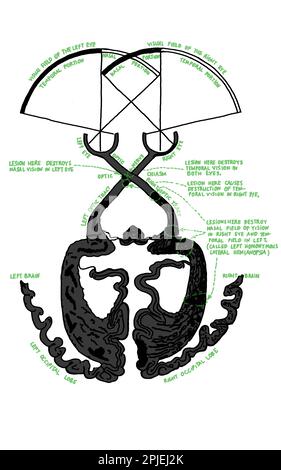 Vintage schema di percorso visivo per l'istruzione o la scienza. Tipografia dettagliata di occhio e cervello con nervi ottici e corteccia visiva. Disegno gesso su nero Foto Stock