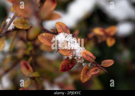 Ramo di bacca verde invernale con foglie rosse - nome latino - Berberis Julianne. Arbusto sempreverde Berberis con foglie gialle e dorate in un inverno nevoso Foto Stock