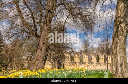 Le narcisi sono in primo piano di un parco e tra due alberi si può vedere un'antica rovina di un'abbazia. Un cielo con le nuvole è sopra. Foto Stock